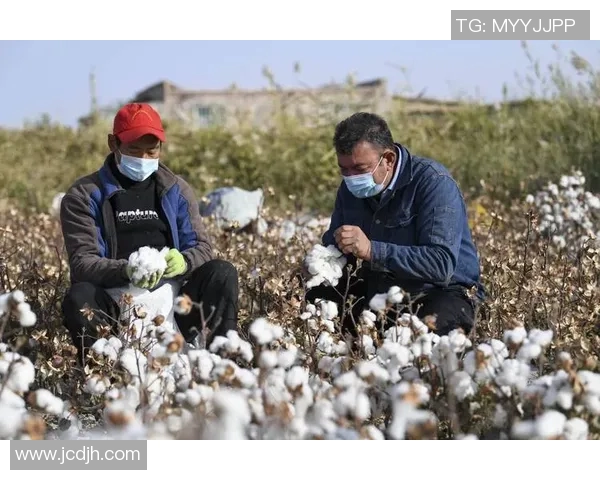 棉农独立分析：探讨棉花产业链中的挑战与机遇